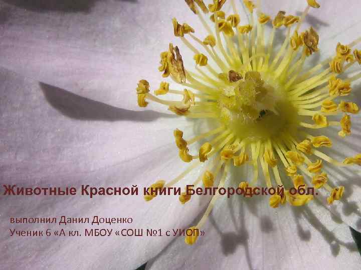 Животные Красной книги Белгородской обл. выполнил Данил Доценко Ученик 6 «А кл. МБОУ «СОШ