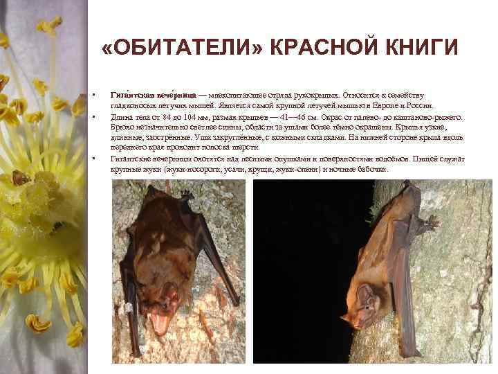  «ОБИТАТЕЛИ» КРАСНОЙ КНИГИ • • • Гига нтская вече рница — млекопитающее отряда