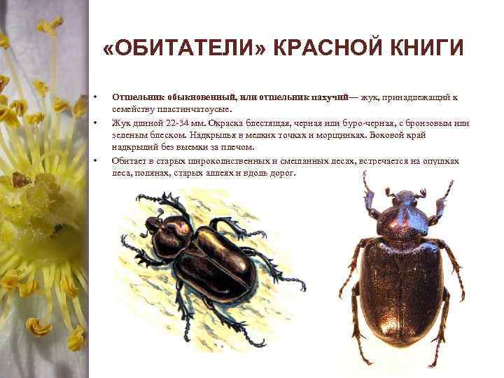  «ОБИТАТЕЛИ» КРАСНОЙ КНИГИ • • • Отшельник обыкновенный, или отшельник пахучий— жук, принадлежащий