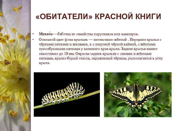  «ОБИТАТЕЛИ» КРАСНОЙ КНИГИ • • Махао н— бабочка из семейства парусников или кавалеров.