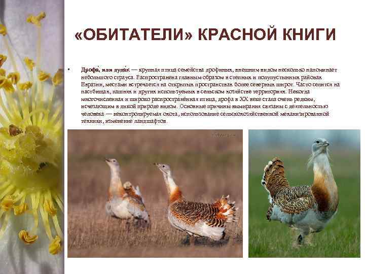 Красная книга белгородской области животные фото и описание