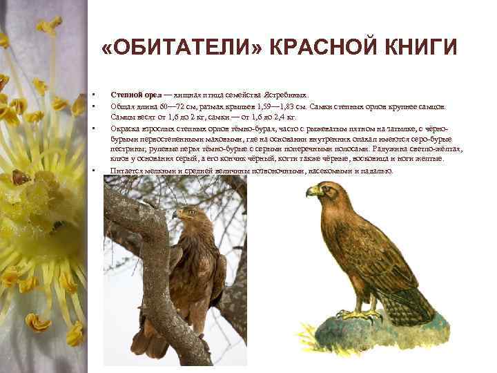 Красная книга белгородской области животные фото и описание