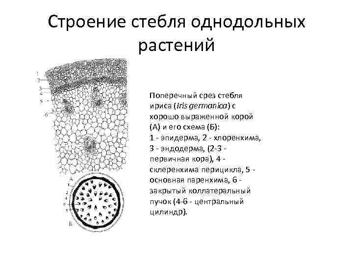 Поперечной строение стебля