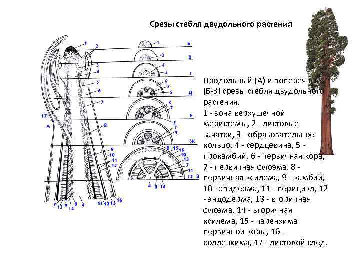 Схема поперечного среза стенки трубчатого органа