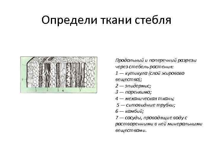 Растительные ткани стебля. Сосуды на продольном срезе стебля подсолнечника. Сосудистые элементы стебля подсолнечника продольный срез. Продольный срез стебля подсолнечника. Сосуды ксилемы на продольном срезе стебля.