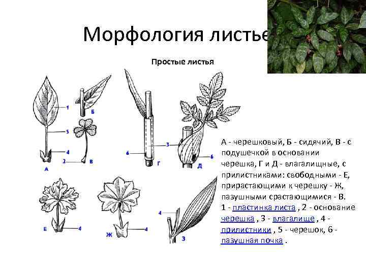 Части листа