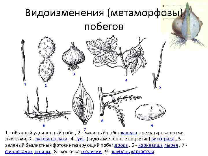 Верны ли следующие о видоизмененных органах растений