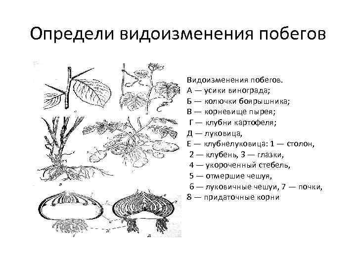 Отметь рисунок на котором изображен видоизмененный побег усики