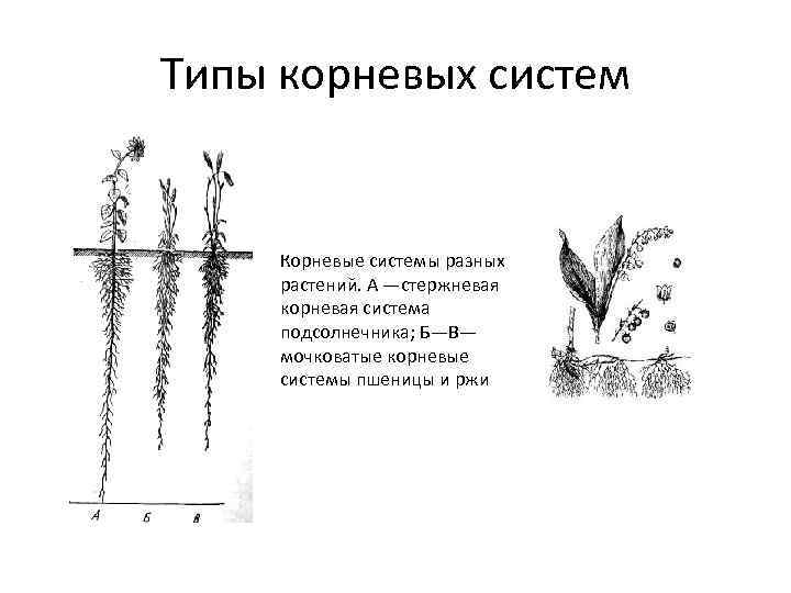 Какой тип корневой системы вероятнее всего будет у растения лист которого изображен на рисунке