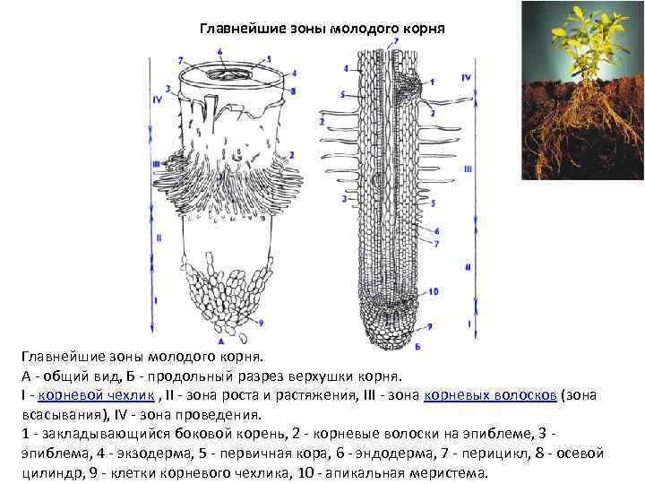 Рассмотрите рисунок корня растения