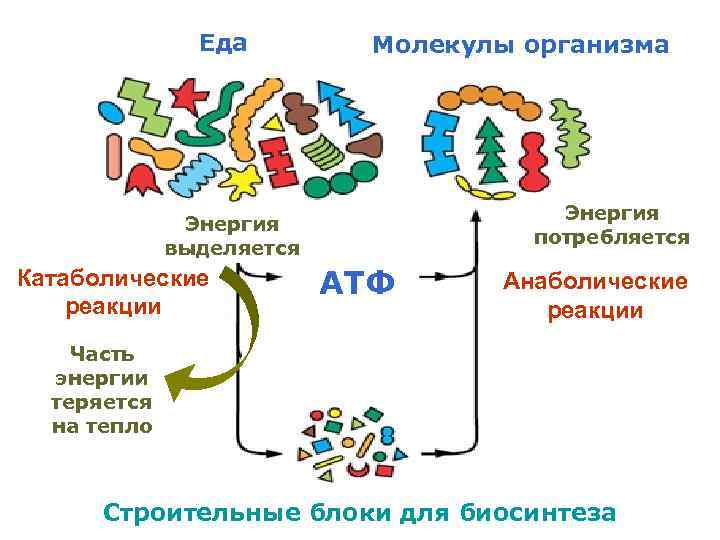 Еда Молекулы организма Энергия потребляется Энергия выделяется Катаболические реакции АТФ Анаболические реакции Часть энергии