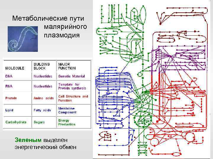 Метаболические пути малярийного плазмодия Зеленым выделен энергетический обмен 