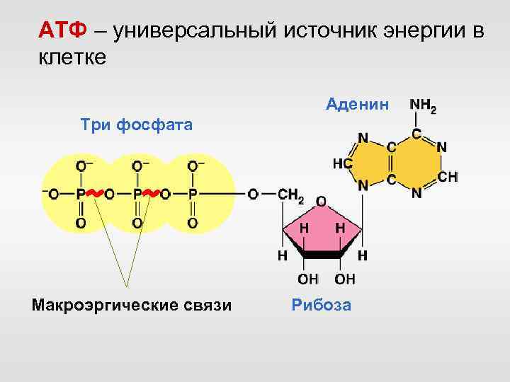 АТФ – универсальный источник энергии в клетке Аденин Три фосфата Макроэргические связи Рибоза 