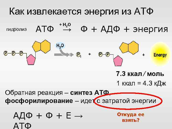 Как извлекается энергия из АТФ гидролиз АТФ + H 2 O → Ф +