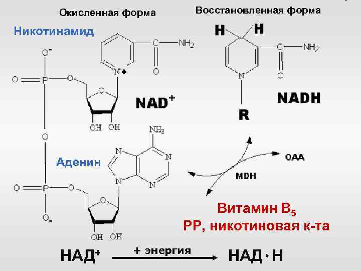 Восстановленная форма Окисленная форма Никотинамид Аденин Витамин В 5 РР, никотиновая к-та НАД+ +