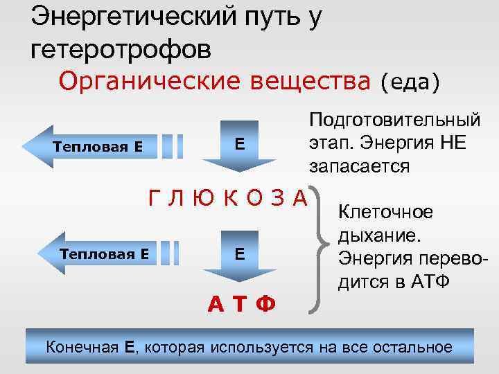 Энергетический обмен органические вещества. Энергетический обмен у гетеротрофов подготовительный этап. Этапы энергетического обмена у гетеротрофов таблица. Этапы энергетического обмена у гетеротрофов. Особенности обмена веществ у гетеротрофов.