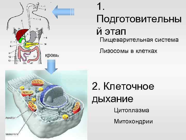 1. Подготовительны й этап Пищеварительная система кровь Лизосомы в клетках 2. Клеточное дыхание Цитоплазма