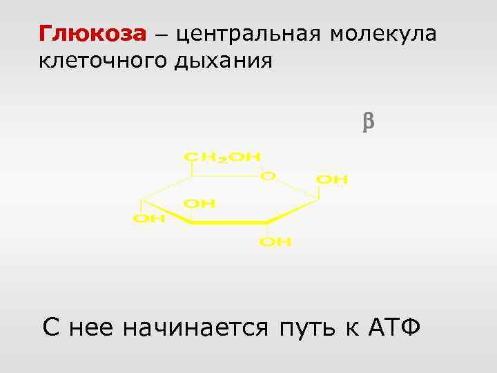 Глюкоза – центральная молекула клеточного дыхания С нее начинается путь к АТФ 