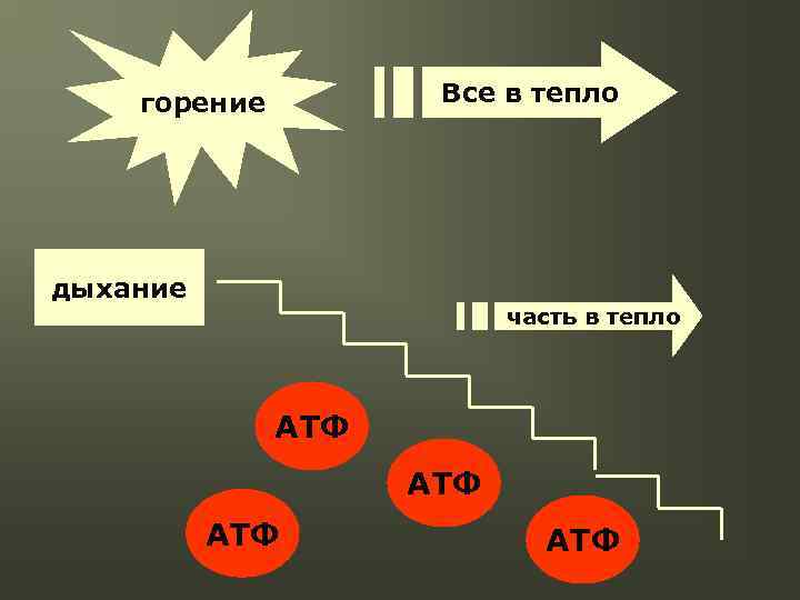 Все в тепло горение дыхание часть в тепло АТФ АТФ 