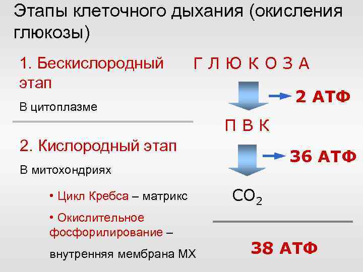 Крио в ец схема