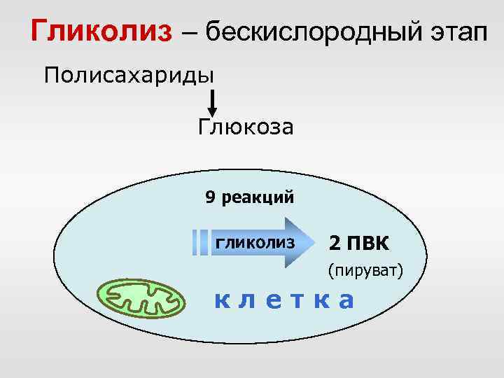 Гликолиз – бескислородный этап Полисахариды Глюкоза 9 реакций гликолиз 2 ПВК (пируват) клетка 