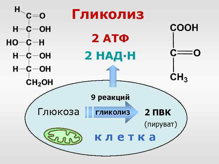 Синтез гликолиза