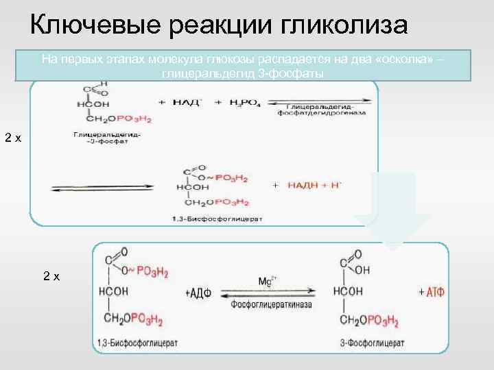 Ключевые реакции гликолиза На первых этапах молекула глюкозы распадается на два «осколка» – глицеральдегид