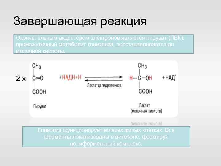 Завершающая реакция Окончательным акцептором электронов является ПВК, пируват (ПВК), промежуточный метаболит гликолиза, восстанавливается до