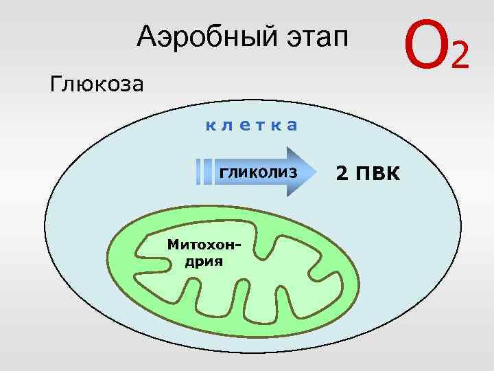 Аэробный этап Глюкоза клетка гликолиз Митохондрия 2 ПВК О 2 