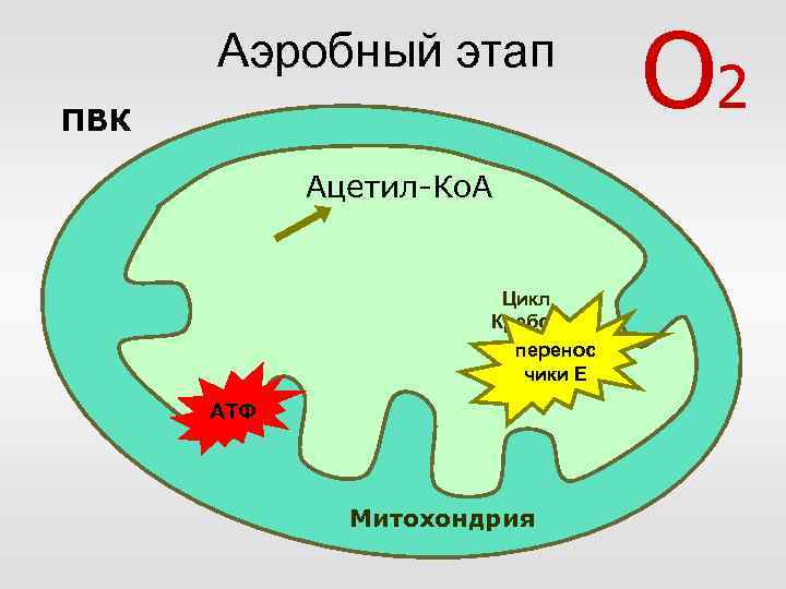 Аэробный этап ПВК Ацетил-Ко. А Цикл Кребса перенос чики Е АТФ Митохондрия О 2