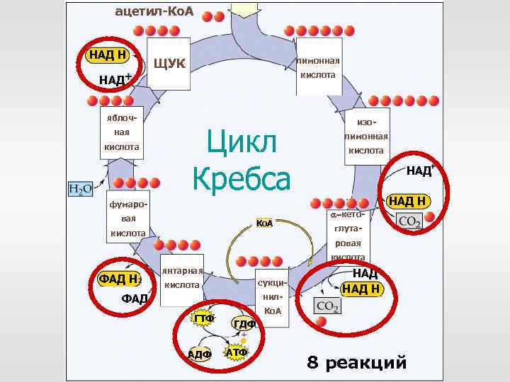 ацетил-Ко. А НАД Н ЩУК лимонная кислота НАД яблочная кислота Цикл Кребса фумаровая Ко.