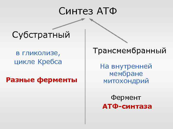 Синтез АТФ Субстратный в гликолизе, цикле Кребса Разные ферменты Трансмембранный На внутренней мембране митохондрий