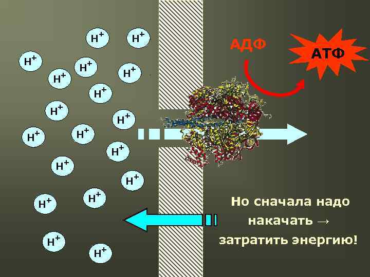 H+ H+ АТФ H+ H+ H+ АДФ H+ H+ H+ Но сначала надо накачать