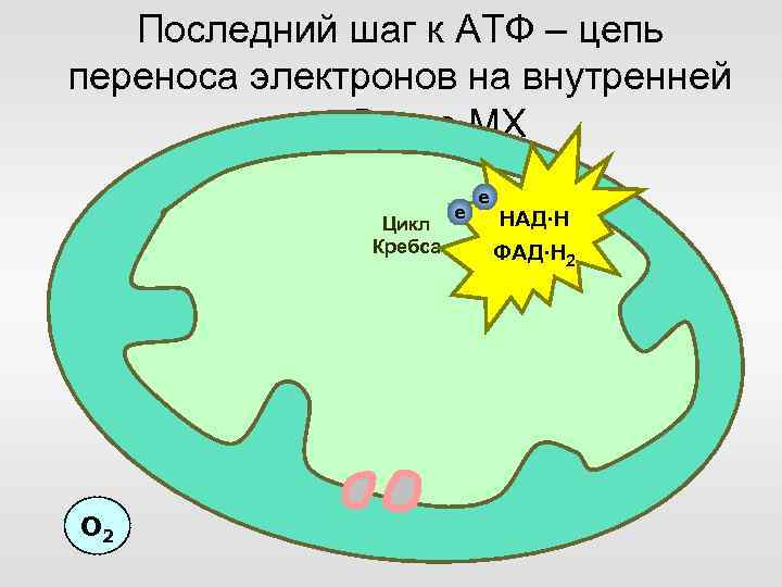 Последний шаг к АТФ – цепь переноса электронов на внутренней мембране МХ Цикл Кребса