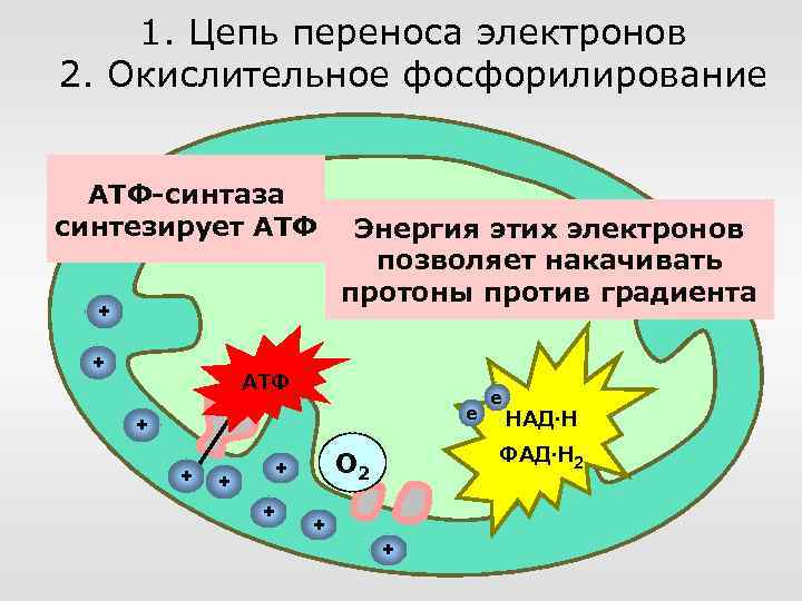 Цепи переноса