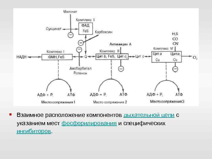 § Взаимное расположение компонентов дыхательной цепи с указанием мест фосфорилирования и специфических ингибиторов. 