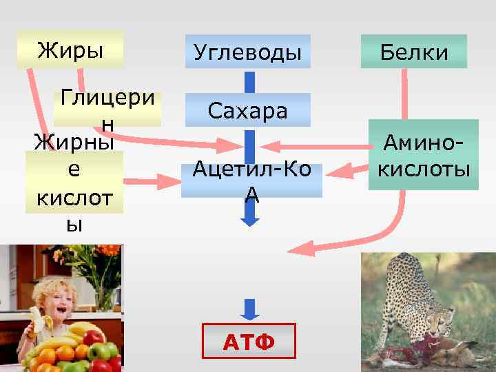 Жиры Глицери н Жирны е кислот ы Углеводы Белки Сахара Ацетил-Ко А АТФ Аминокислоты