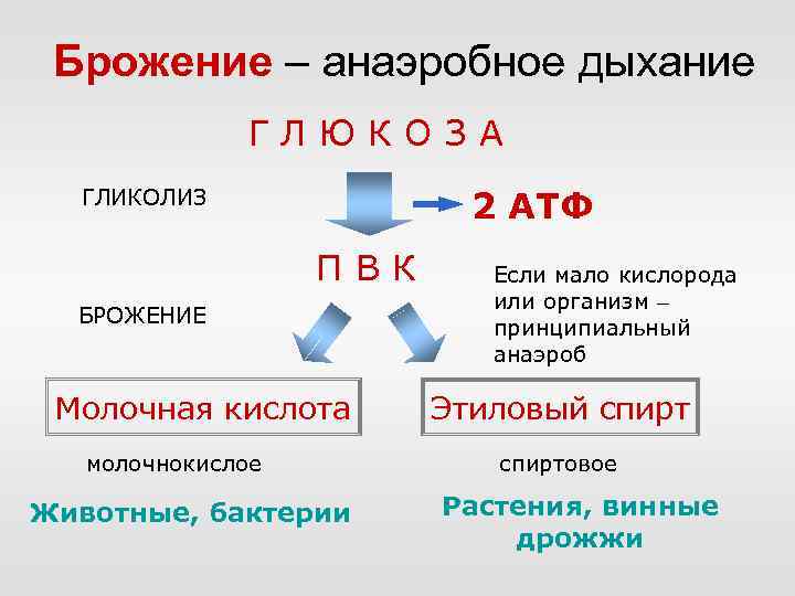 Брожение – анаэробное дыхание ГЛЮКОЗА 2 АТФ ГЛИКОЛИЗ ПВК БРОЖЕНИЕ Молочная кислота молочнокислое Животные,