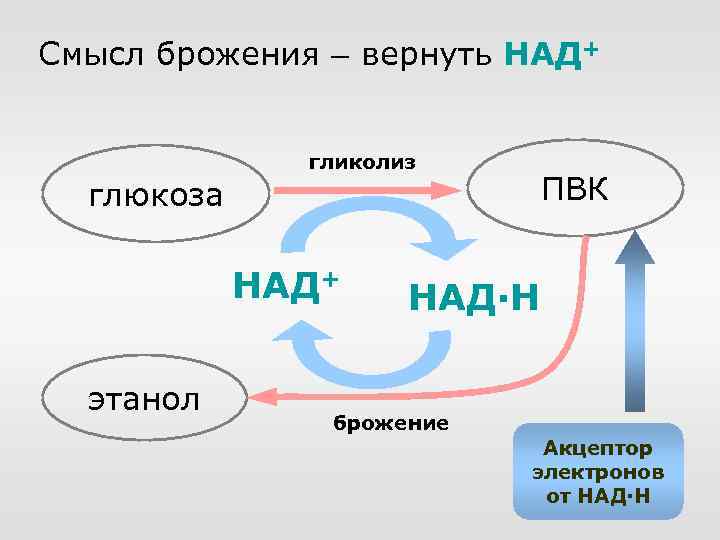 Смысл брожения – вернуть НАД+ гликолиз ПВК глюкоза НАД+ этанол НАД·Н брожение Акцептор электронов