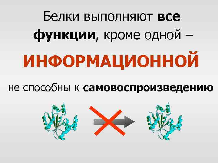 Белки выполняют все функции, кроме одной – ИНФОРМАЦИОННОЙ не способны к самовоспроизведению 