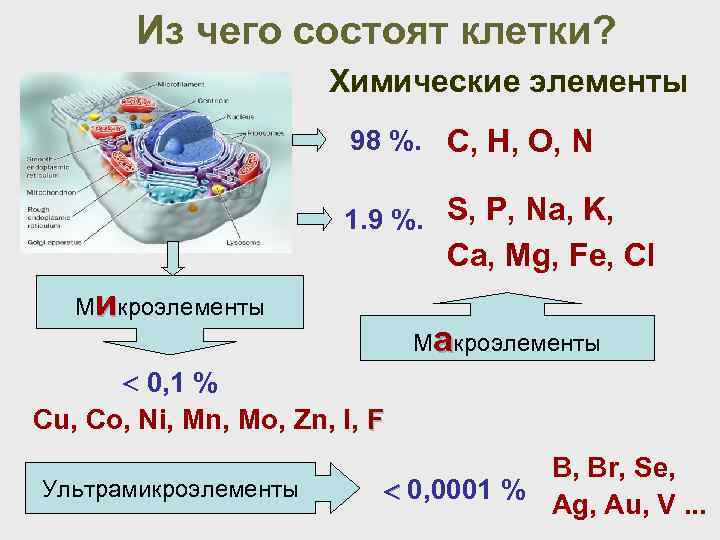 Из чего состоят клетки? Химические элементы 98 %. С, Н, O, N 1. 9