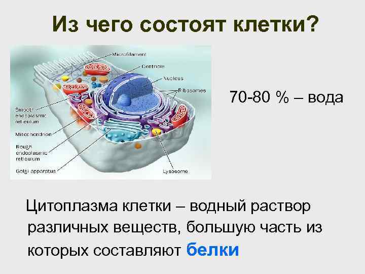 Из чего состоят клетки? 70 -80 % – вода Цитоплазма клетки – водный раствор