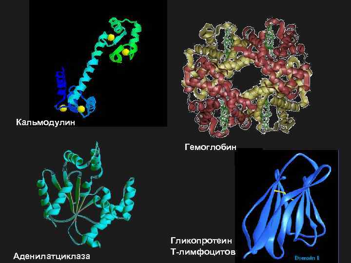 Кальмодулин Гемоглобин Аденилатциклаза Гликопротеин Т-лимфоцитов 