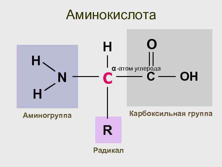 Аминокислота H H N H O α -атом углерода С С OH Карбоксильная группа