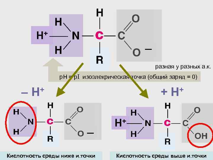 Н+ ─ разная у разных а. к. p. H = р. I изоэлекрическая точка