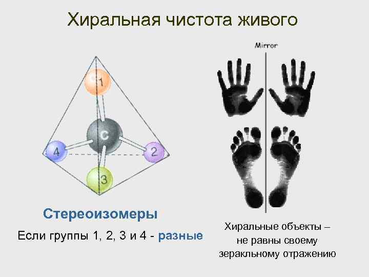 Хиральная чистота живого Стереоизомеры Если группы 1, 2, 3 и 4 - разные Хиральные