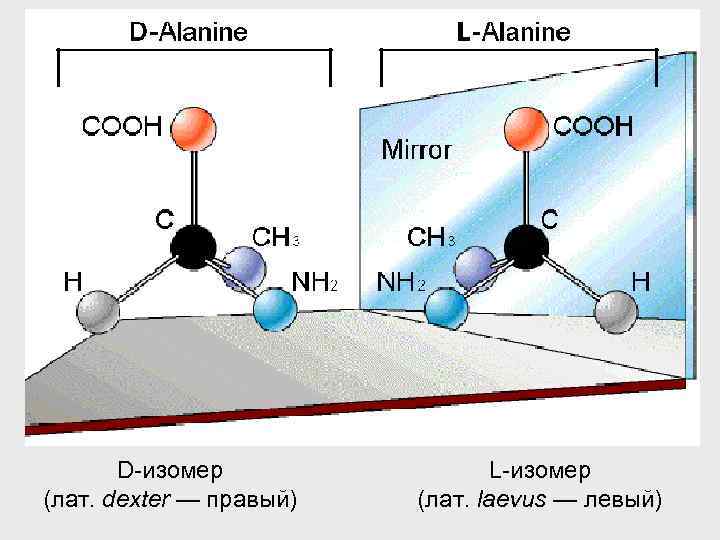 D-изомер (лат. dexter — правый) L-изомер (лат. laevus — левый) 