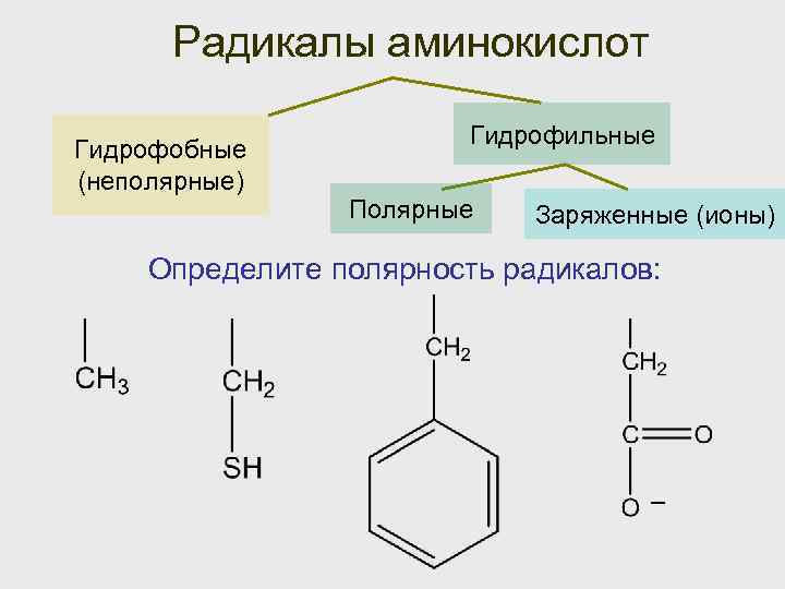 Радикалы аминокислот Гидрофобные (неполярные) Гидрофильные Полярные Заряженные (ионы) Определите полярность радикалов: ─ 