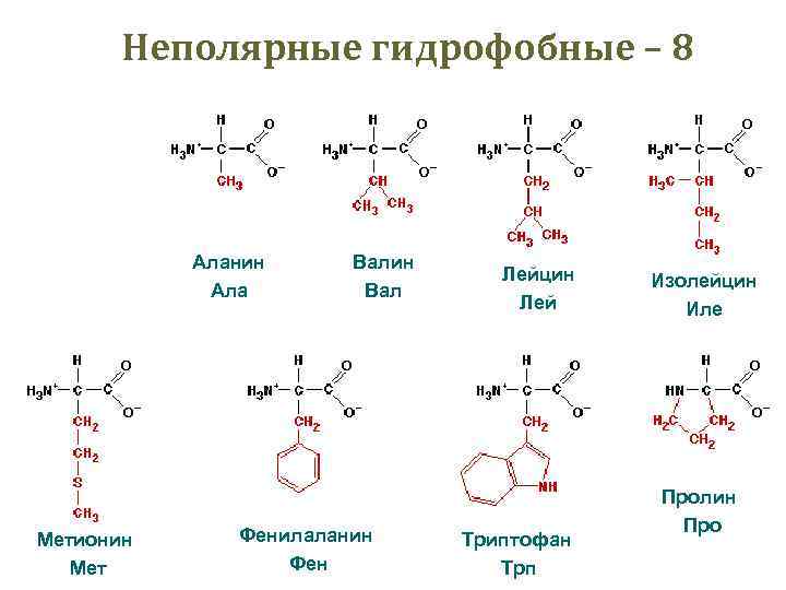 Неполярные гидрофобные – 8 Глицин Гли Метионин Мет Аланин Ала Валин Вал Фенилаланин Фен