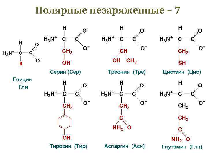 Полярные незаряженные – 7 Серин (Сер) Треонин (Тре) Цистеин (Цис) Аспаргин (Асн) Глутамин (Глн)